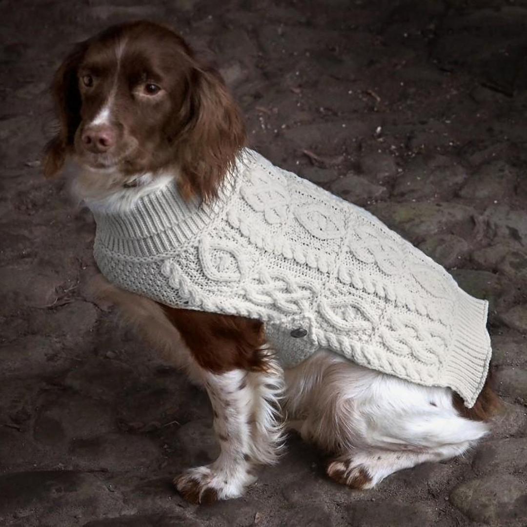 Dog Wearing Aran Sweater