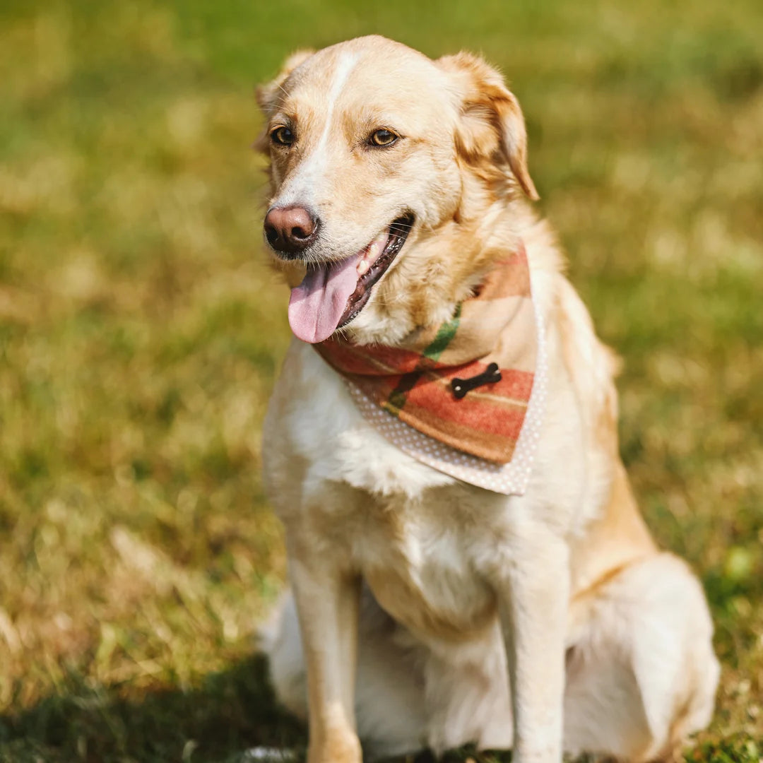 Heritage Dog Bandana