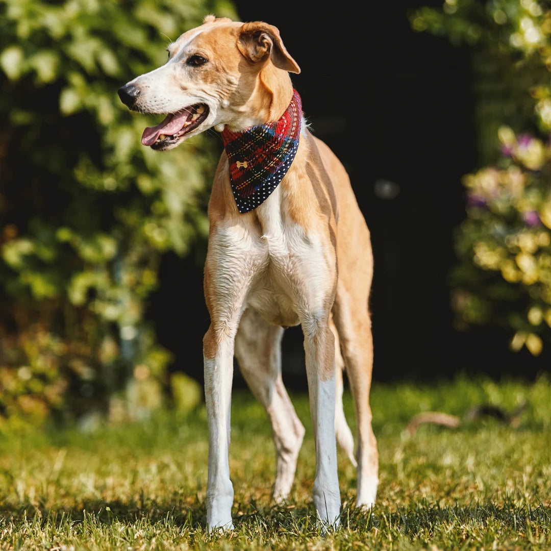 Heritage Dog Bandana